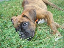 Baby Brutis