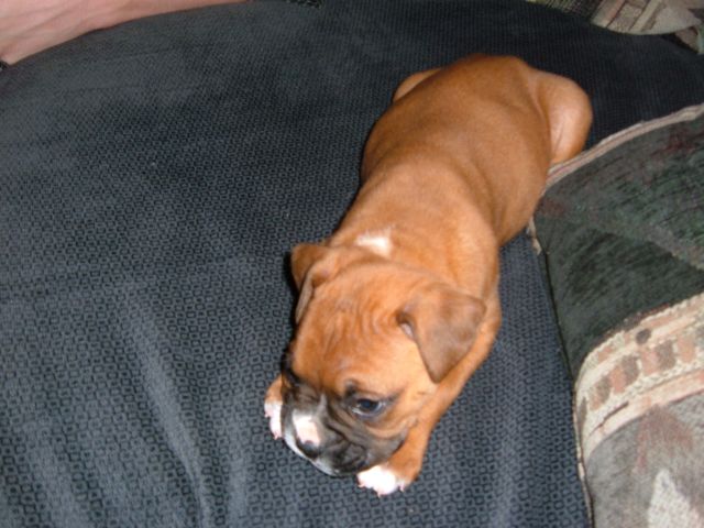 Baby Bubbie Roo