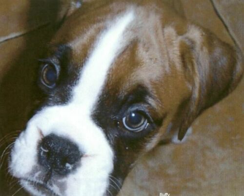Baby Buffy