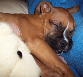 Baby Chester