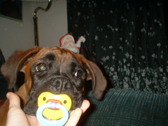 Baby Cinnamon