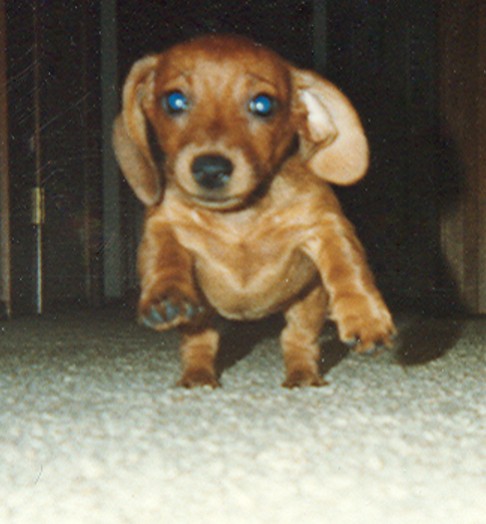 Baby Dachshund.