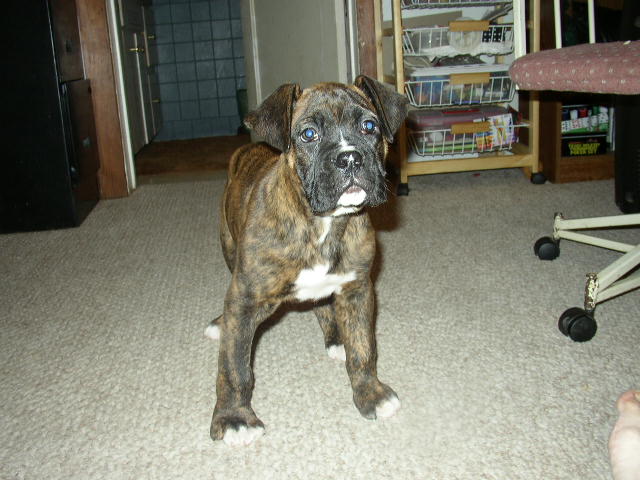 baby Dozer
