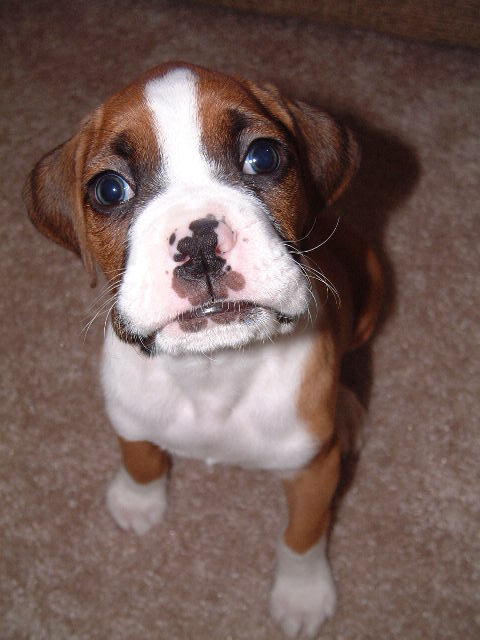 Baby Flexx