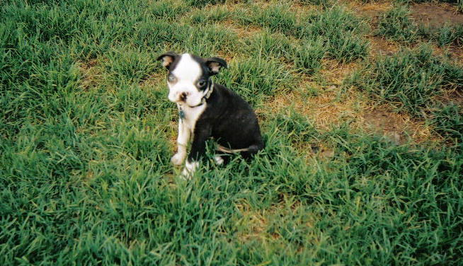 Baby Frank