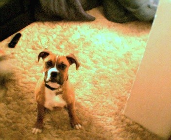 baby frankie