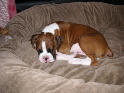 baby Frankie
