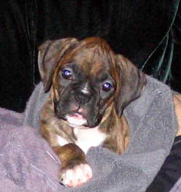 Baby Gracie