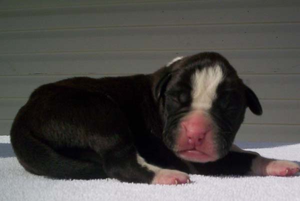 Baby Gracie