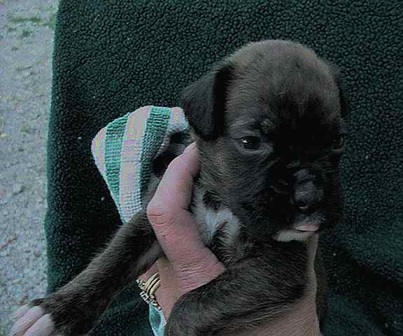 Baby Guinness (4 weeks)