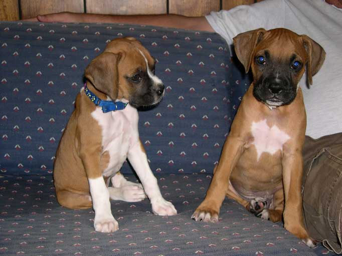 Baby Gus and Sister Dixie