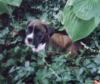 Baby Isabelle