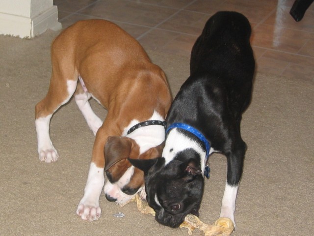 Baby Jagger and Nakai