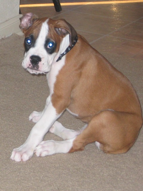 Baby Jagger