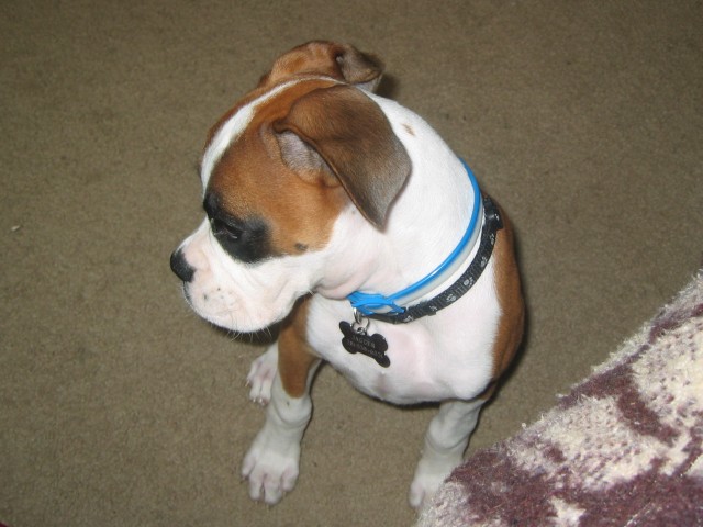 Baby Jagger