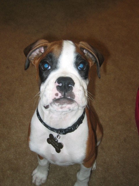 Baby Jagger