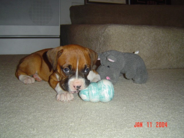 Baby Jake