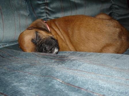 Baby Jessie