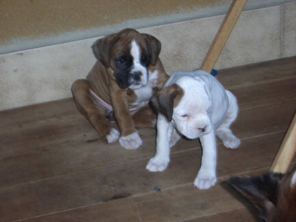 Baby lana