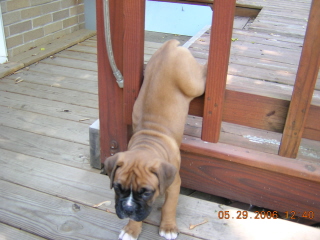 Baby Lily