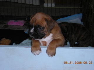 Baby Lily