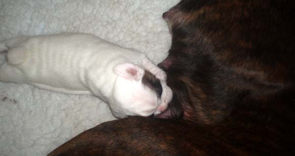 Baby Luka - 2 weeks a.