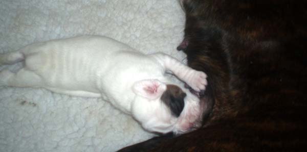 Baby Luka - 2 weeks.