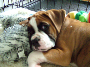 Baby Mason