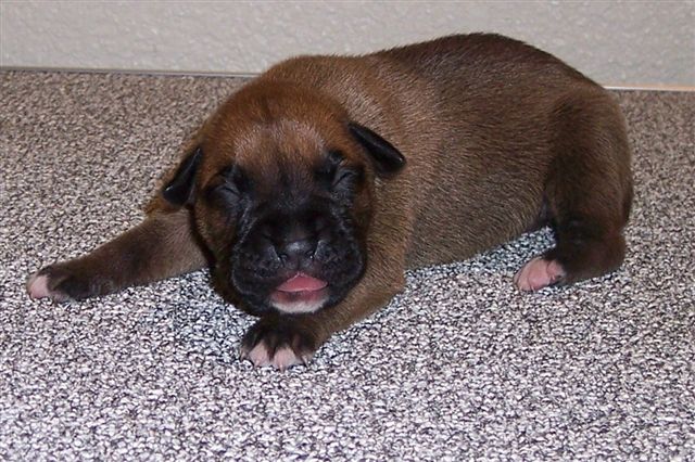 Baby Max
