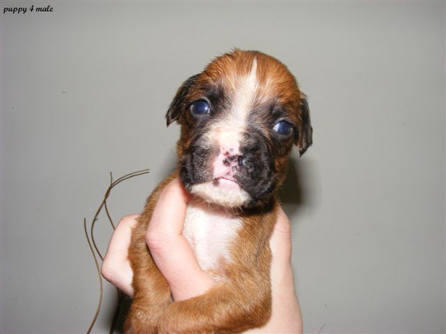Baby Mojo