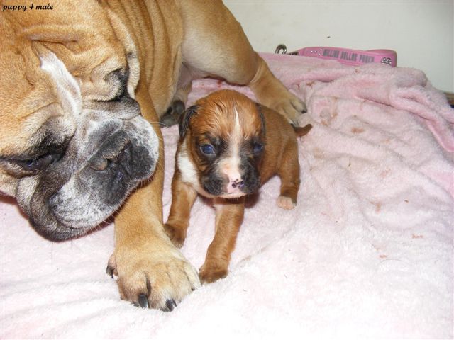 Baby Mojo