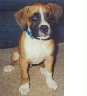 Baby Moucho