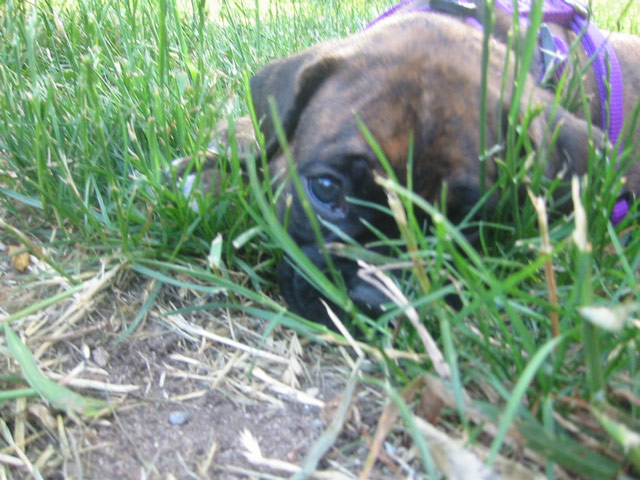 Baby Pep in the grass...