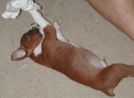 Baby Reggie