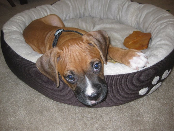 Baby Rex