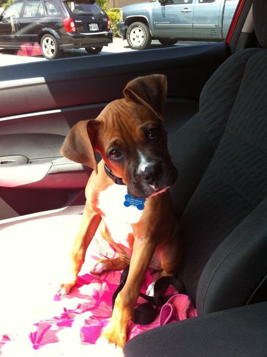 Baby Rex