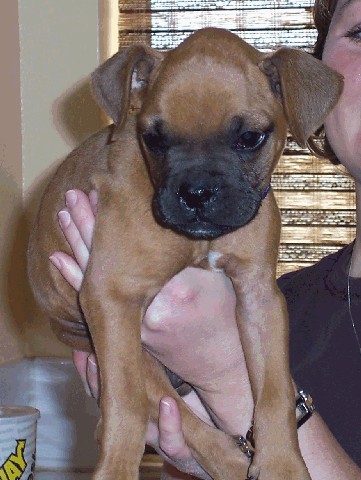 baby rocky