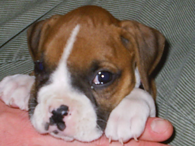 baby roxy