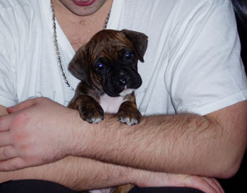 Baby Roxy