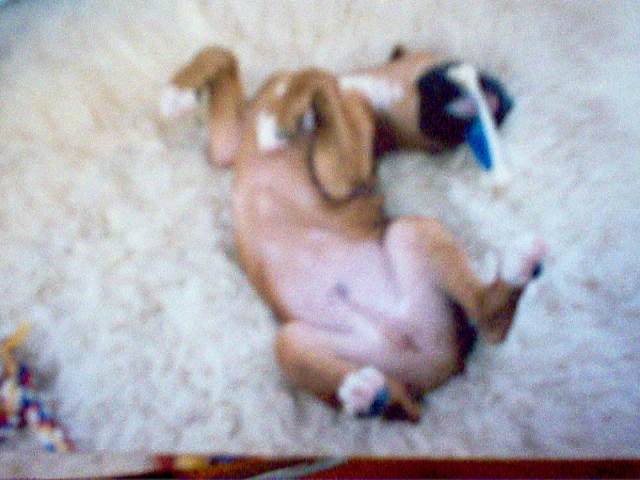 Baby Sammy Playing in True Boxer Style!