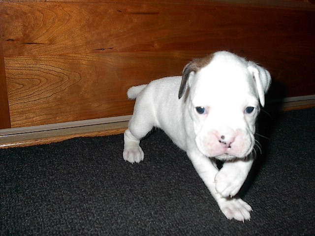 Baby Seven