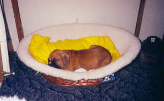 Baby Sidda in basket