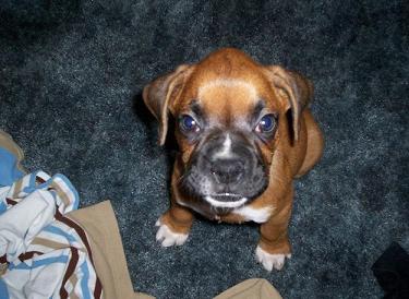 Baby Swisher