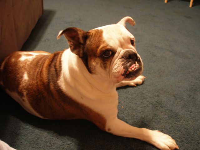 Baby the HairLip Bully
