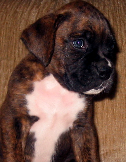 baby Yoda