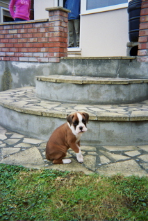 Baby Zeb