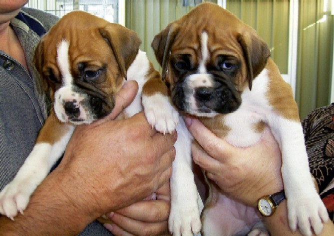 baby_jazz_and_jed