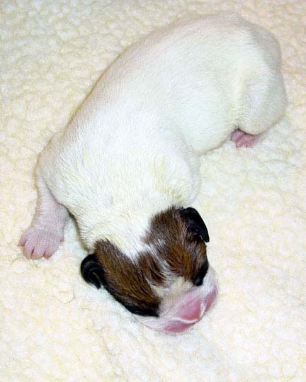 baby_sarge