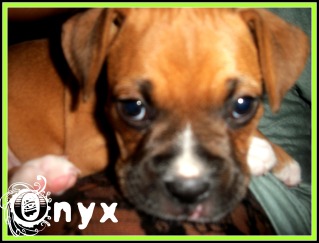 BabyGirl, Onyx!