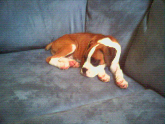 babyjagger